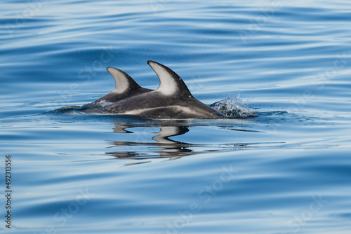two pacific white side dolphin fins breach the water with a reflective surface