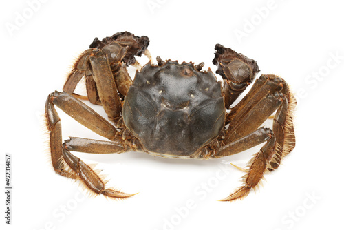 crab isolated on white