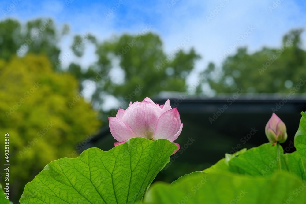 青空バックに見上げる満開のピンクのハスの花