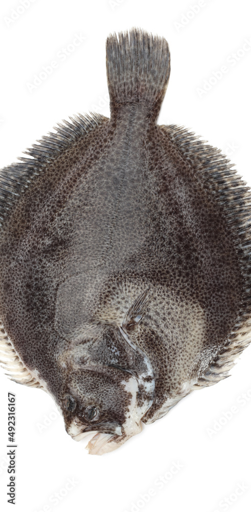 Obraz premium Turbot fish on white background