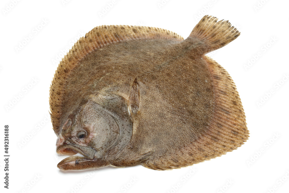 Turbot fish on white background Turbot fish on white background