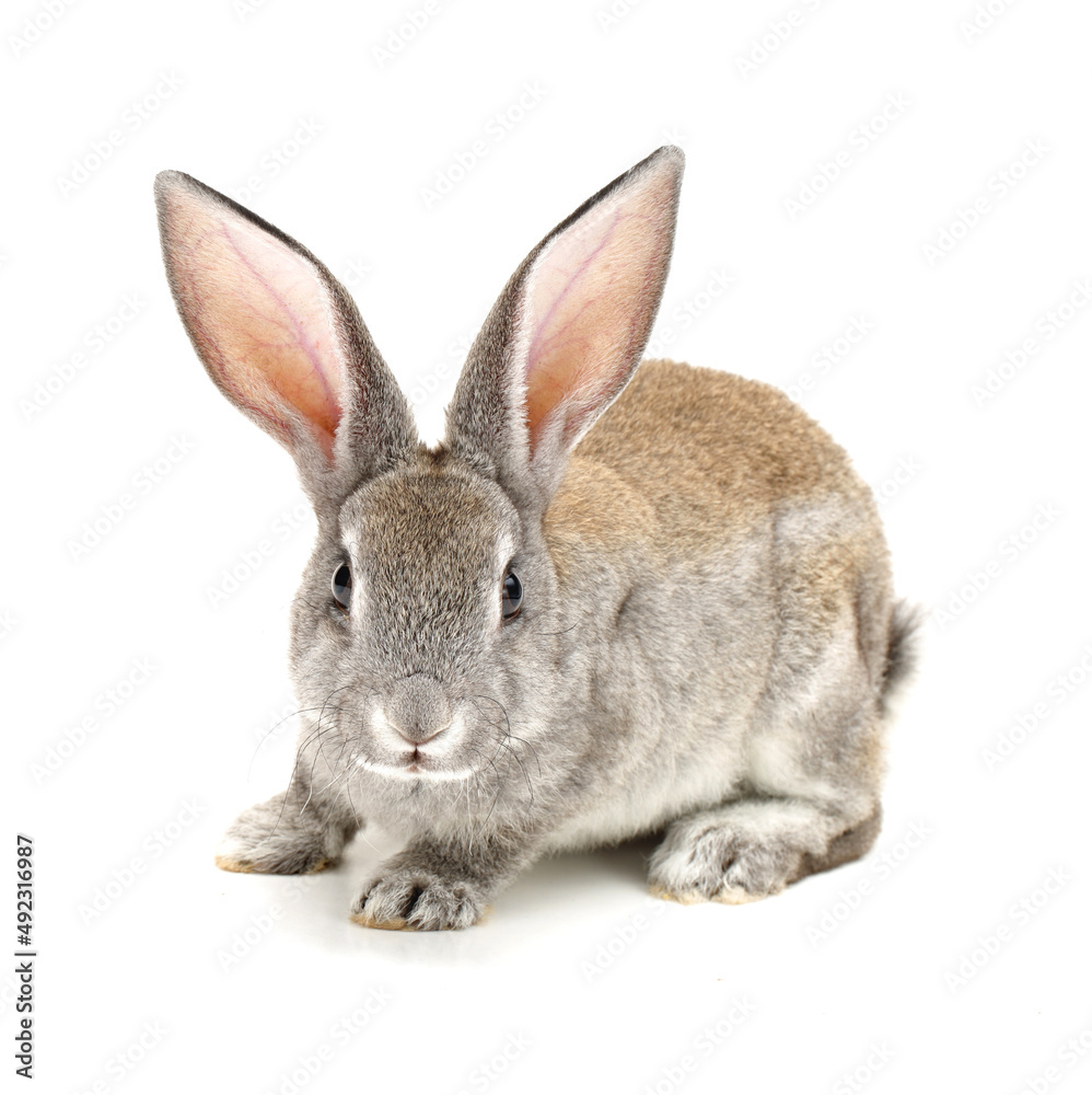 Obraz premium rabbit isolated on white