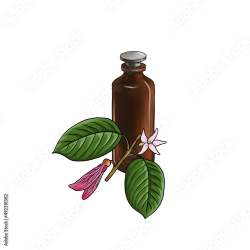 drawing gurjun balsam essential oil, glass bottle and branch of dipterocarpus, hand drawn illustration photo