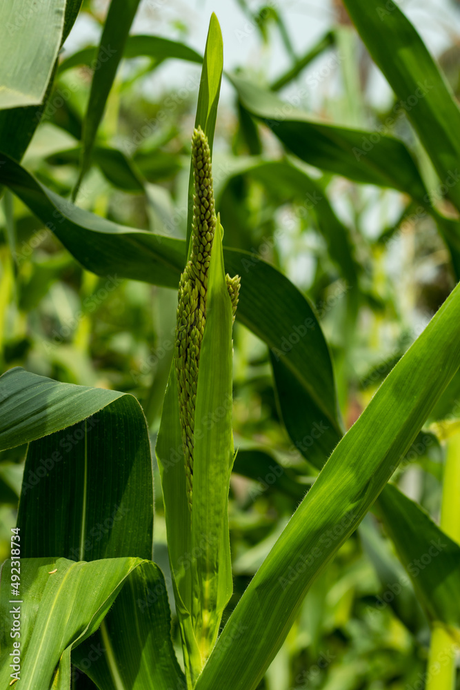The maize or corn is a tall annual cereal grass Zea mays The maize or corn is a tall annual cereal grass Zea mays