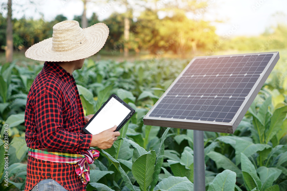 Fototapeta premium Farmer is using smart tablet to do research about photovoltaic solar panel at garden. Concept : Green technology agriculture. 