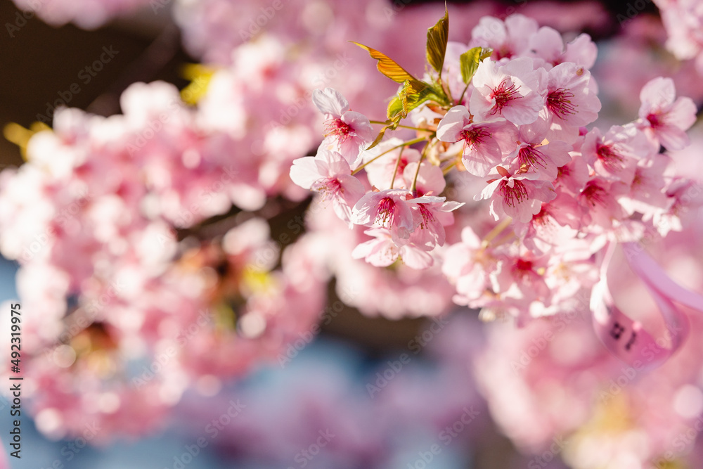 河津桜 満開 河津桜 満開