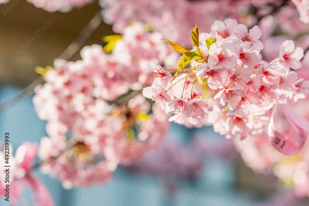河津桜 満開 河津桜 満開
