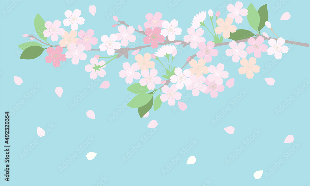 illustration of cherry blossoms.