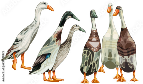 A set of hand-drawn ducks. Breed of Indian runners