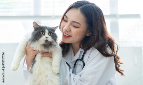 Fototapeta Naklejka Na Ścianę i Meble -  Asian female veterinarian examining a cat's medical condition