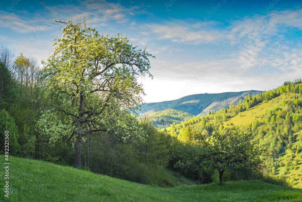 Fototapeta premium Flowering apple tree on a green hill
