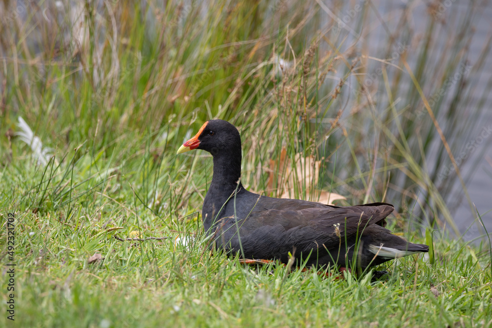 Fototapeta premium Dusky Moorhen (Gallinula tenebrosa): a black waterfowl bird with a red beak.