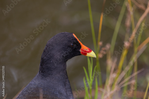 Dusky Moorhen (Gallinula tenebrosa): a black waterfowl bird with a red beak. photo