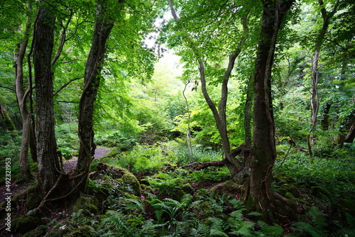 lively dense forest in summer 