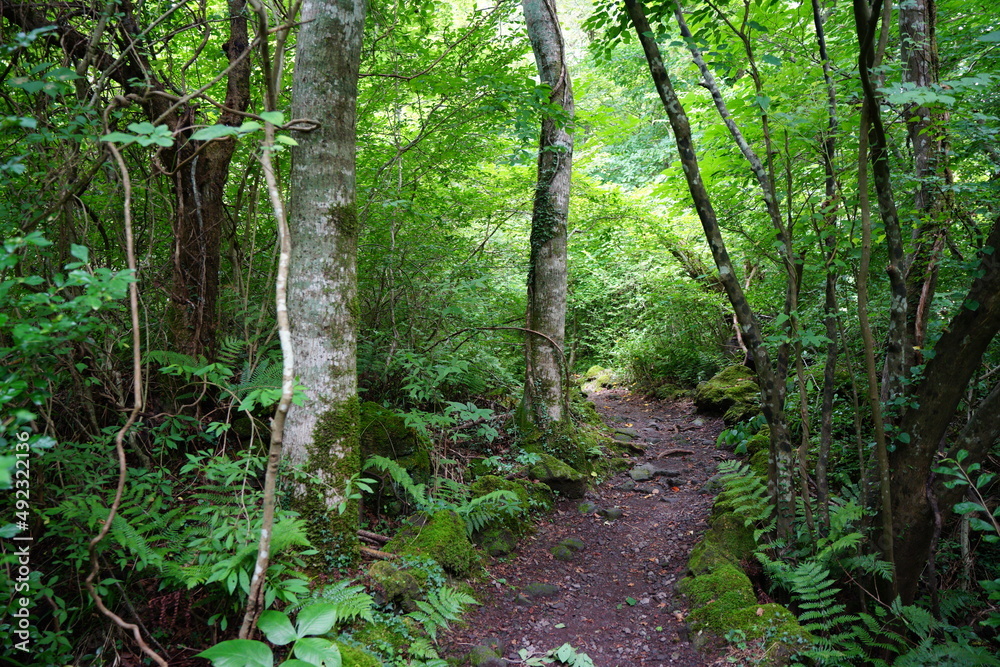 Obraz premium fascinating summer forest with a path