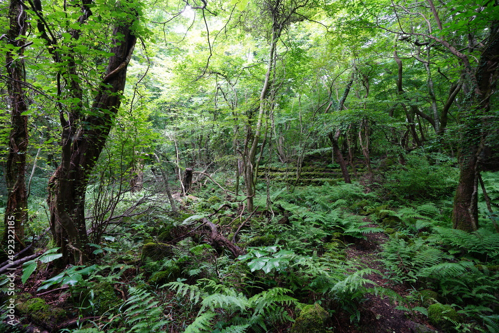 lively dense forest in summer
