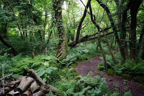 fascinating summer forest with a path