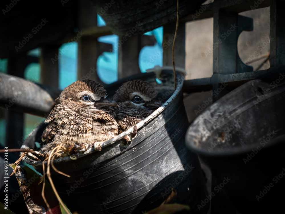 Obraz premium Little Doves Nesting in The Pot