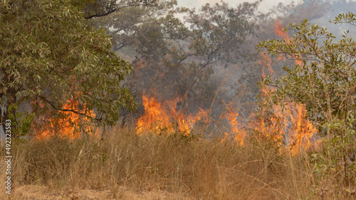 a wild veld fire in the wild