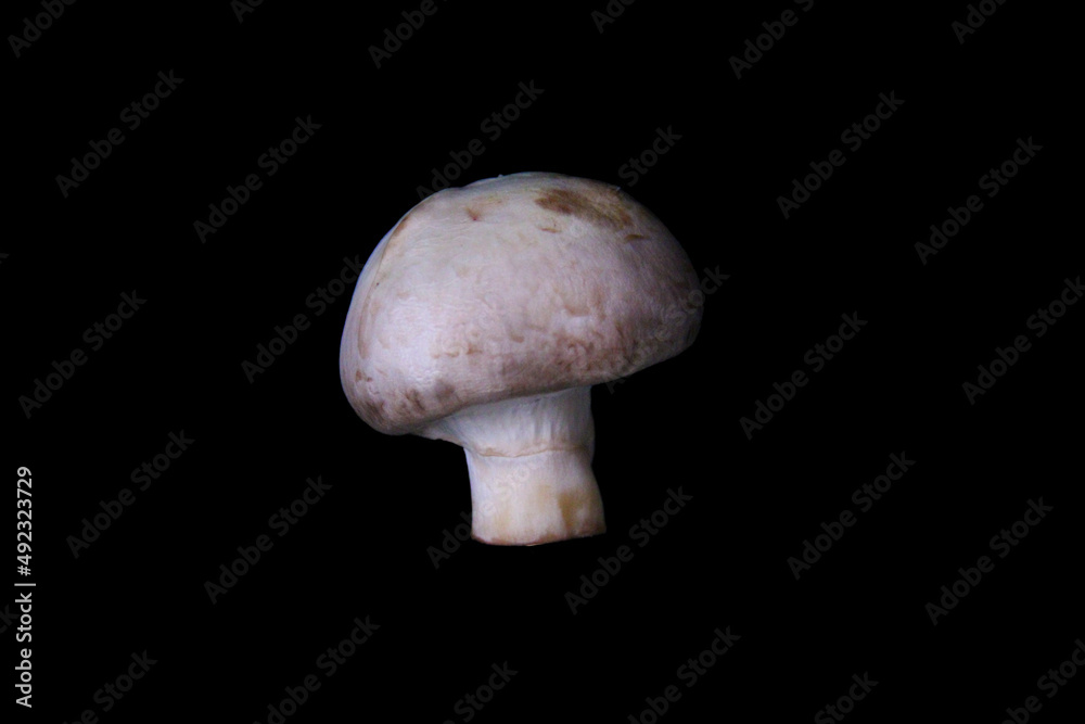 mushroom on black