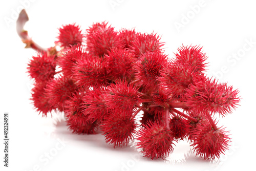castor-oil plant flowers on white background photo