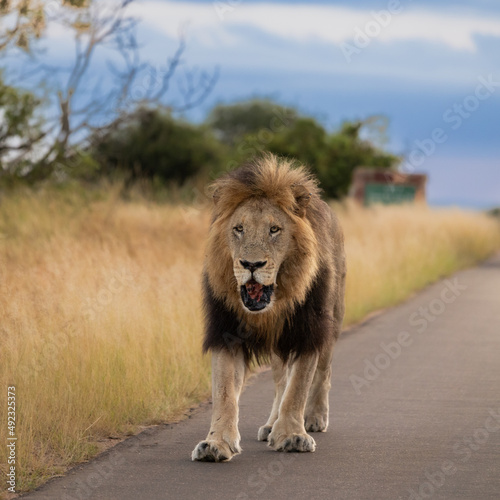 Fototapeta Naklejka Na Ścianę i Meble -  a big dark mane mature male lion in Kruger National Park