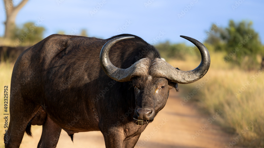 Fototapeta premium A big bull cape buffalo