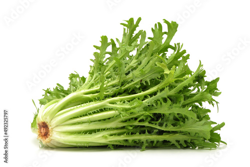 Tableau sur toile Escarole Endive on a white background