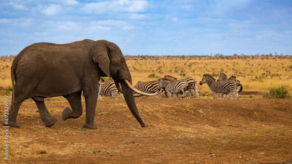 Fototapeta premium a Big elephant and zebras 