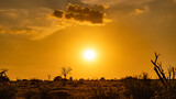 A golden sunset in Kruger National Park