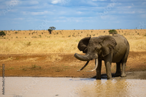 African Eleplant tusker at a waterhole photo