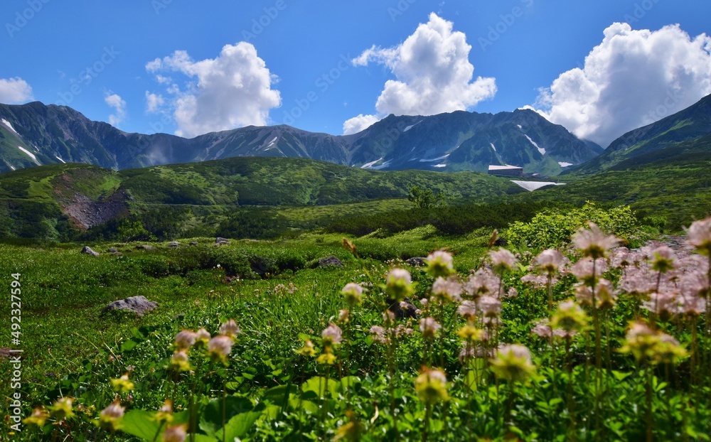 Fototapeta premium 北アルプス 立山連峰に咲き誇るチングルマ