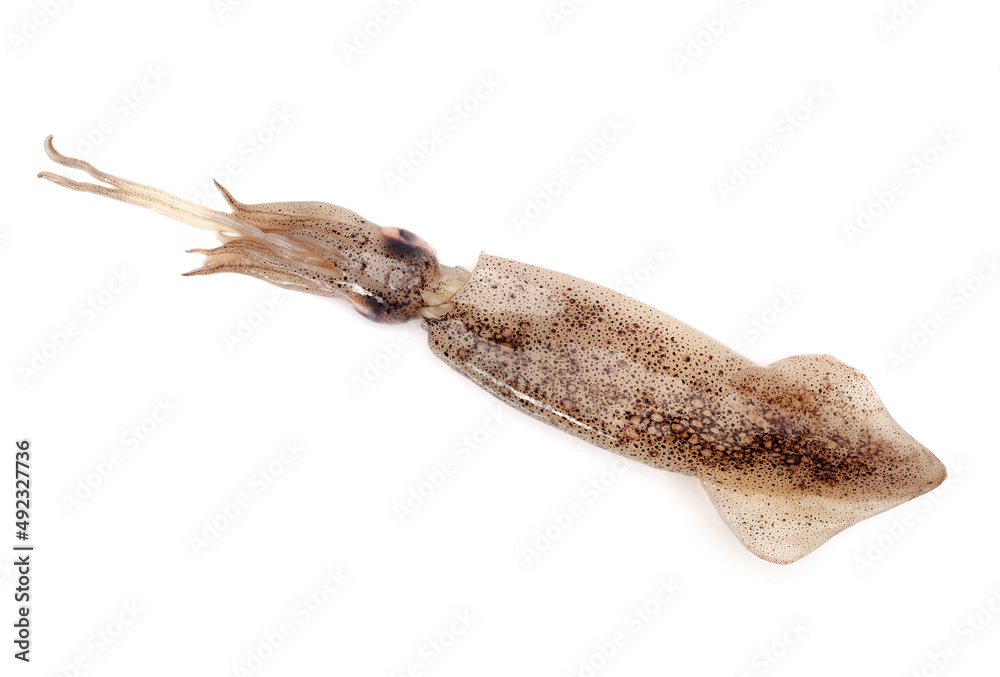 Fresh squid isolated on white background Fresh squid isolated on white background