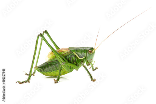 green grasshopper isolated on white