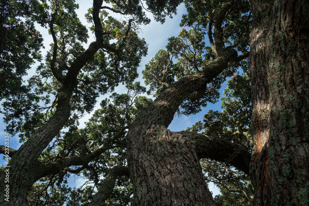 Low angle view of huge Pohutukawa trees against a blue sky Low angle view of huge Pohutukawa trees against a blue sky
