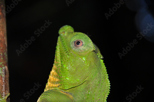 Close up of Hump snout lizard photo