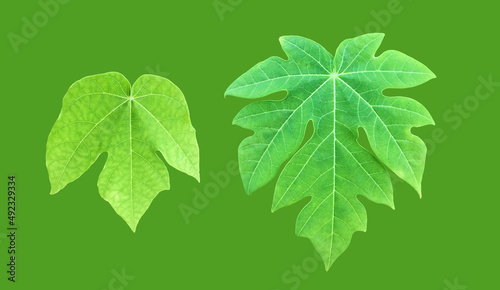 Isolated set of papaya leaves with clipping paths.