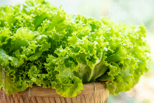 Green lettuce.