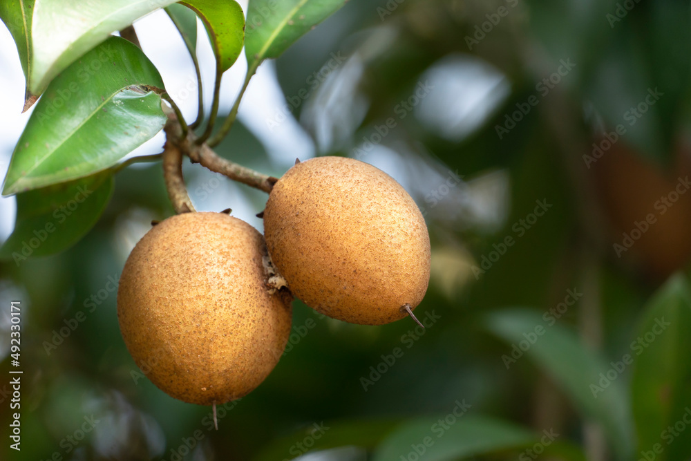 Sapodilla, sweet-tasting fruit hanging at the end of a tree branch in the garden. Sapodilla, sweet-tasting fruit hanging at the end of a tree branch in the garden.