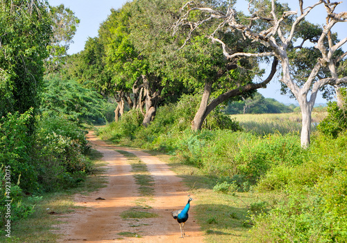 The peacock walk