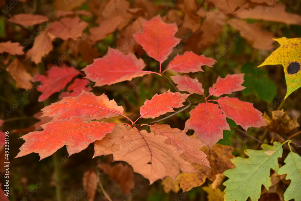 Autumn foliage, colored leaves Autumn foliage, colored leaves