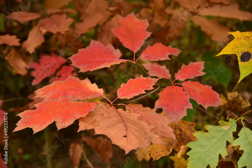 Autumn foliage, colored leaves