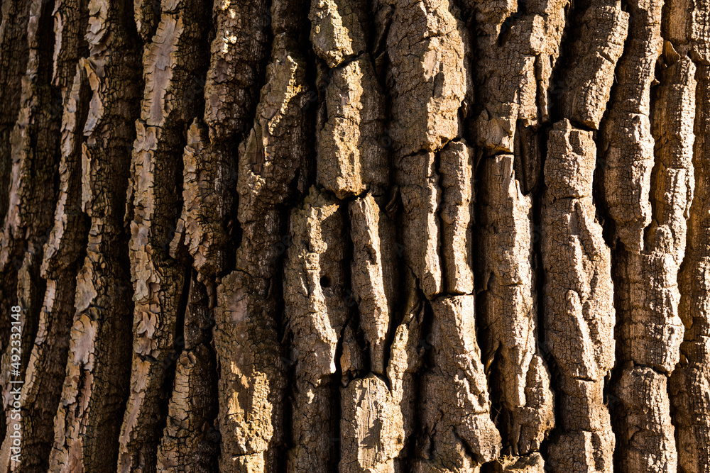 Obraz premium Bark texture detail in sunlight, old deciduous tree