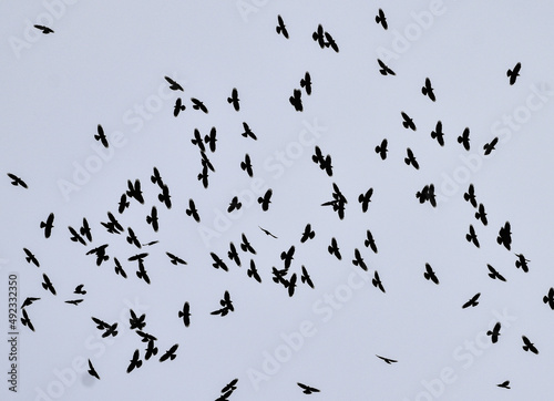 Flying flock of Yellow-billed chough