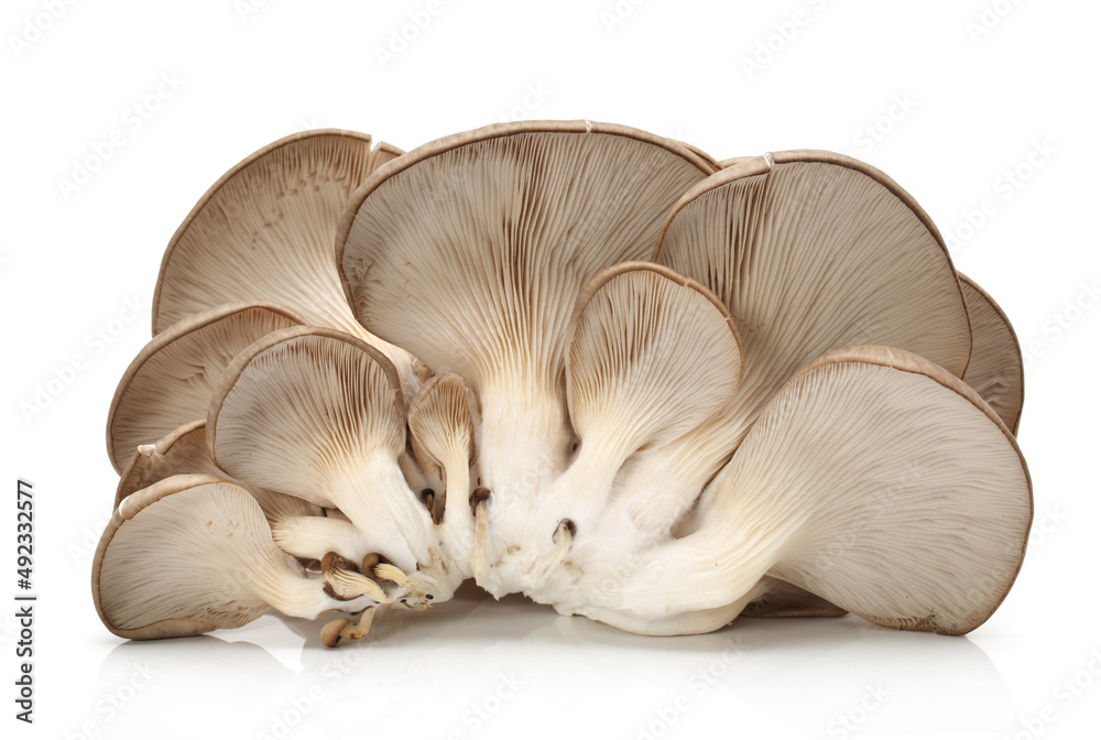 oyster mushroom on white background oyster mushroom on white background