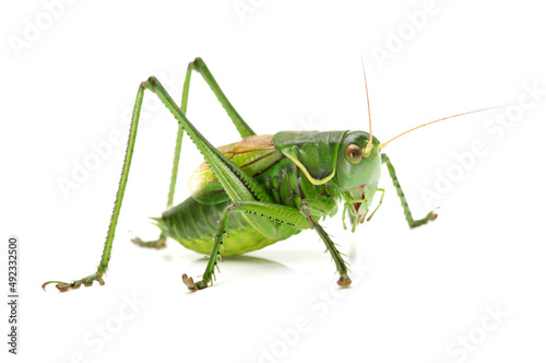 green grasshopper isolated on white © zcy