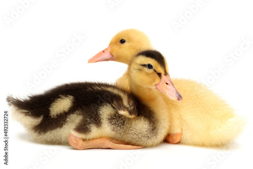 two ducklings isolated on white