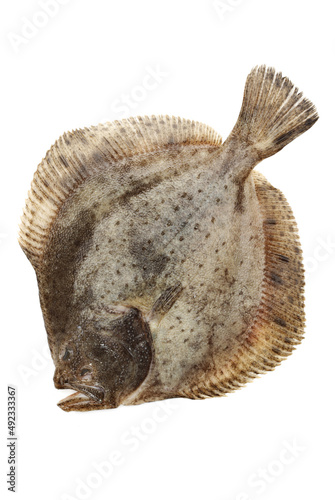 Turbot fish on white background