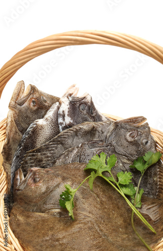 Psetta maxima (Turbot Fish) on white background