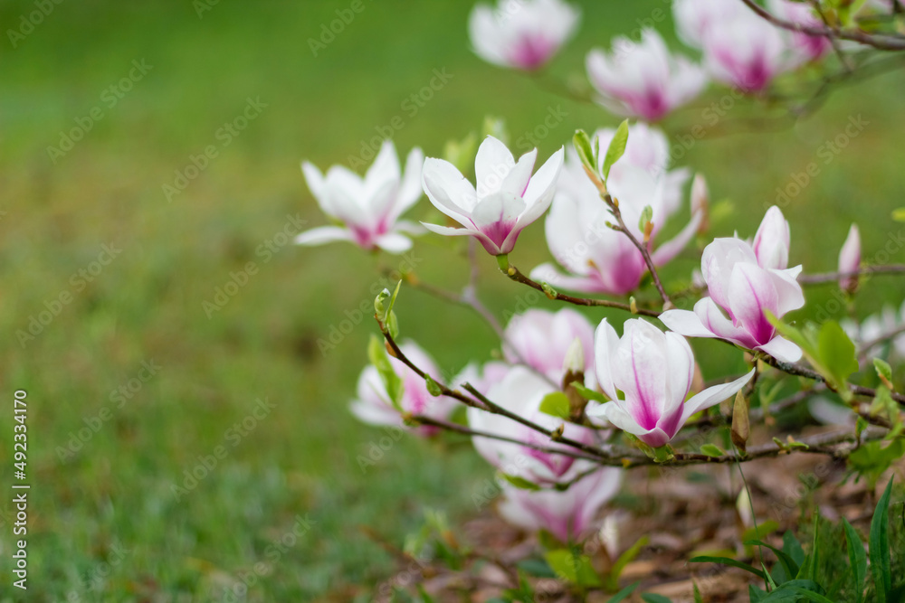 Pink blooming magnolia flowers on a bright sunny day. Close-up. Pink blooming magnolia flowers on a bright sunny day. Close-up.